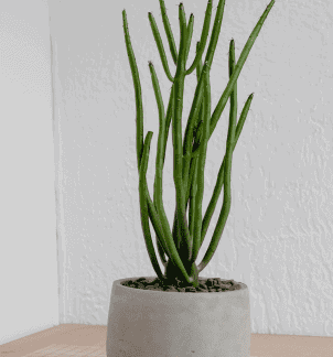 Button Fern2