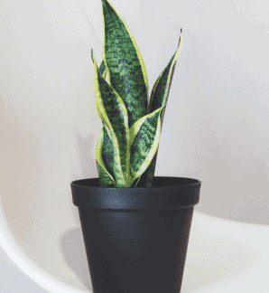 Snake Plant Laurentii