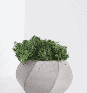 Button Fern